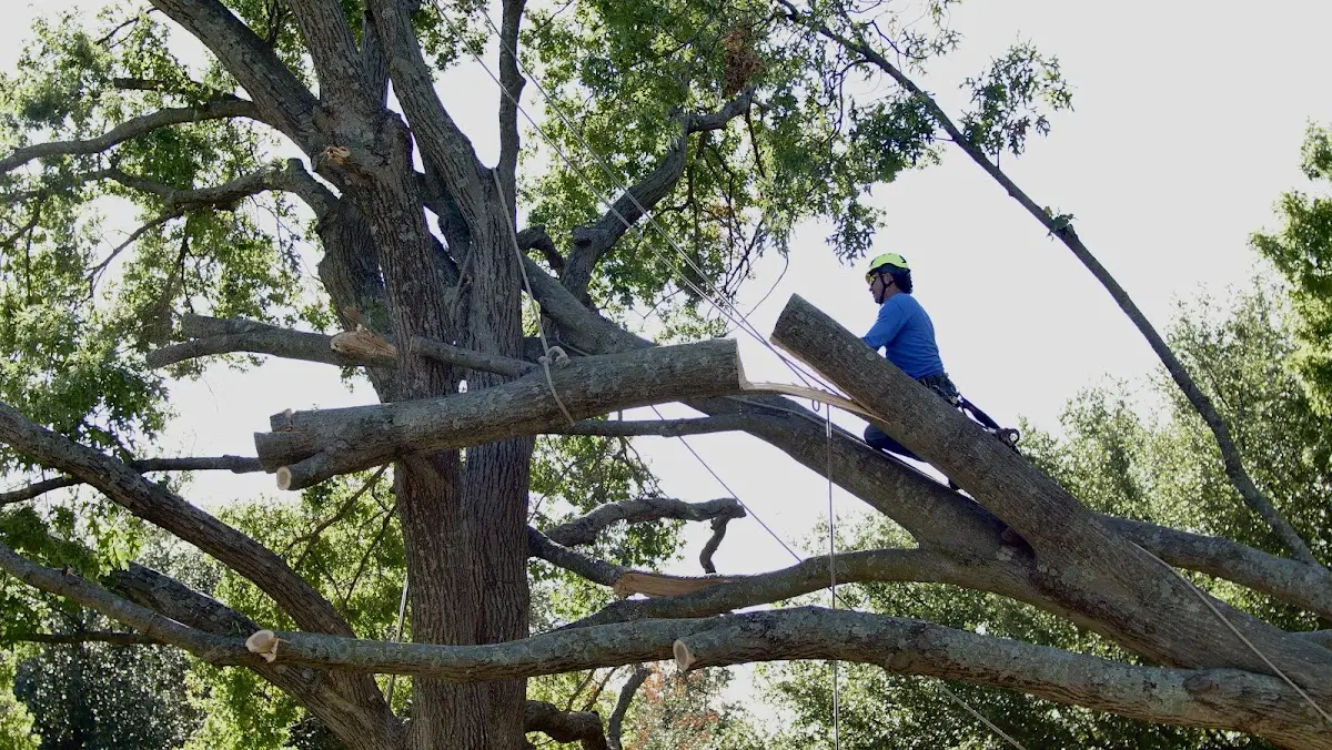 Professional Crown Thinning performed by certified arborists in Harper Woods
