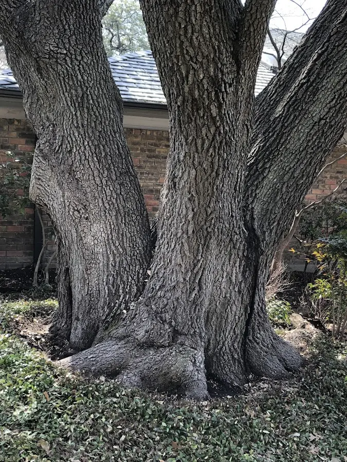 Mature heritage tree close to a Harper Woods property cared for by certified arborists